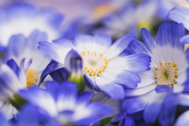 Free Photo beautiful fresh blue blossoms