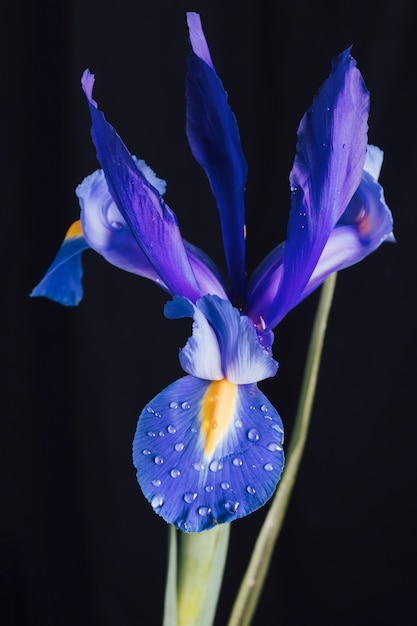 Free Photo beautiful fresh blue flower in dew