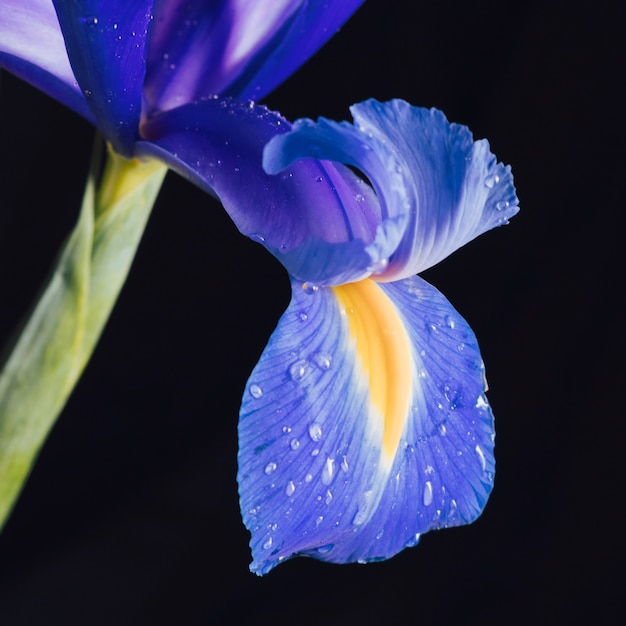 Beautiful fresh blue flower petal in dew