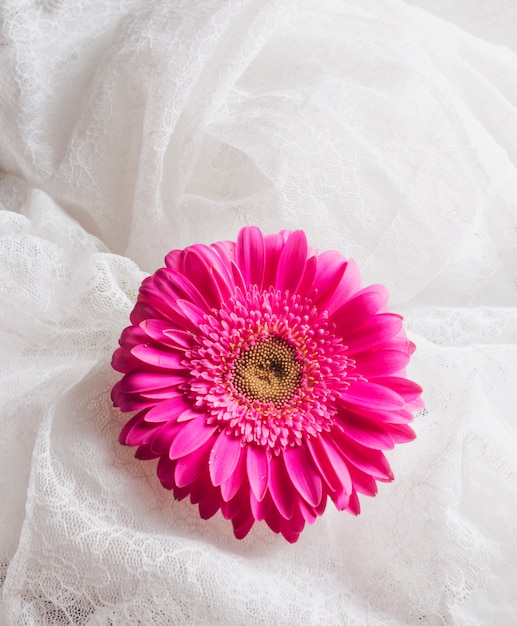 Free Photo beautiful fresh bright pink bloom between white textile