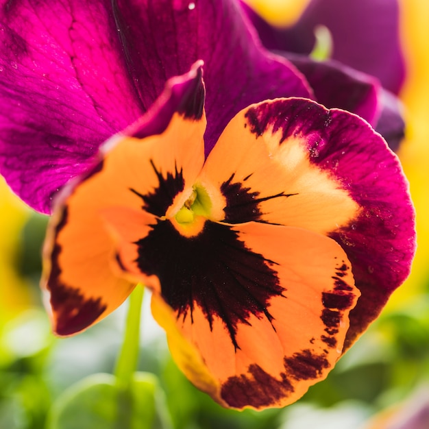 Beautiful fresh colourful blossom