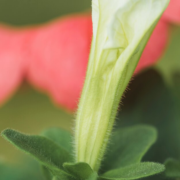 Beautiful fresh exotic blossom