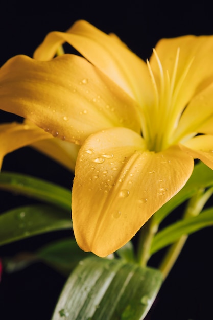 Free photo beautiful fresh flower in dew