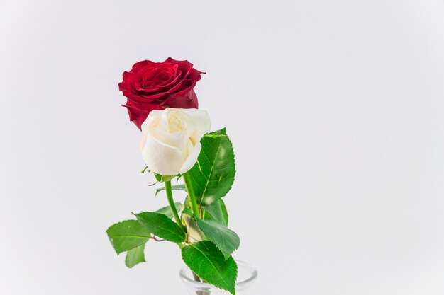 Beautiful fresh light and red blooms in vase 