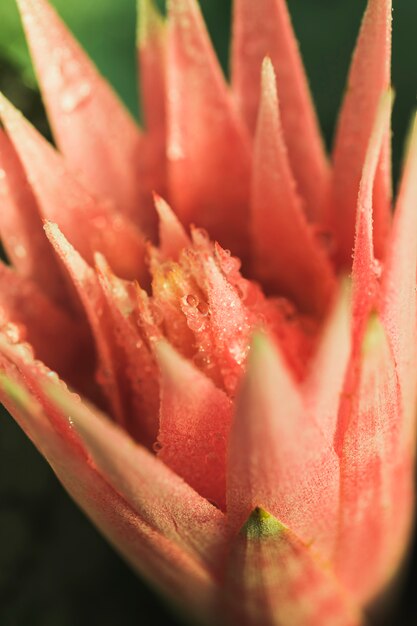 Beautiful fresh pink flower with dew