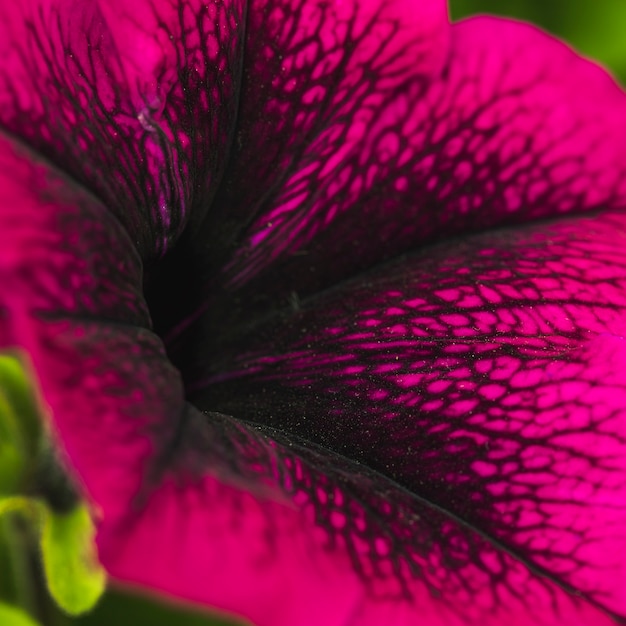 Free Photo beautiful fresh violet blossom with black pattern