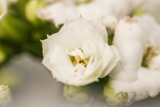 Free Photo beautiful fresh white blooms