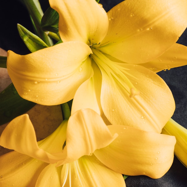 Beautiful fresh yellow blooms in dew