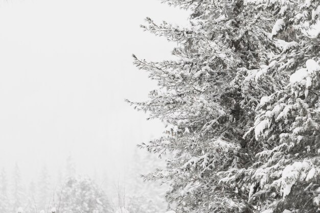 Beautiful frozen woods in forest