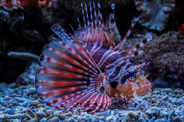 Free photo beautiful fuzzy dwarf lionfish on the coral reefs fuzzy dwarf lionfish closeup