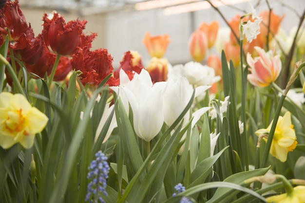 Beautiful garden with colorful tulips and narcissus flowers