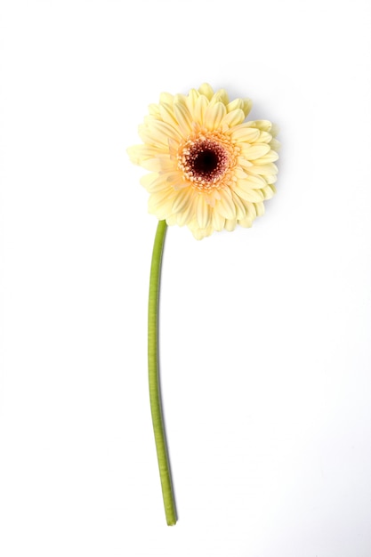 Free Photo beautiful gerbera on white