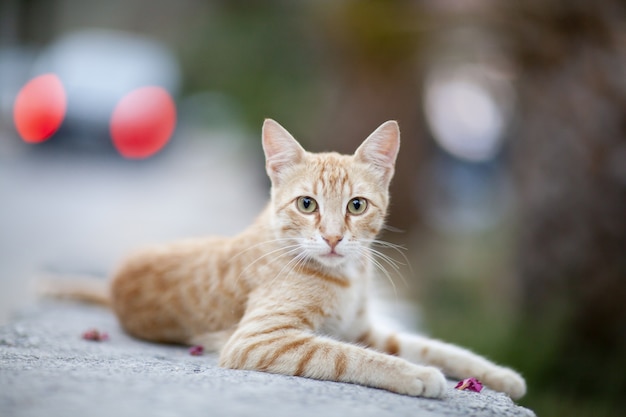 Free photo beautiful ginger cat