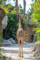 Free photo beautiful giraffe in the wild