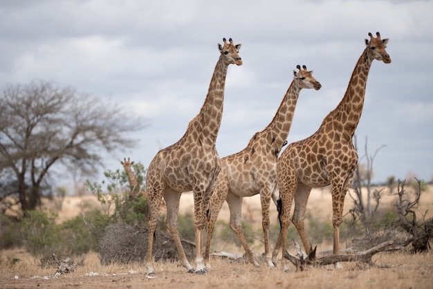 Free photo beautiful giraffes walking on a bush field