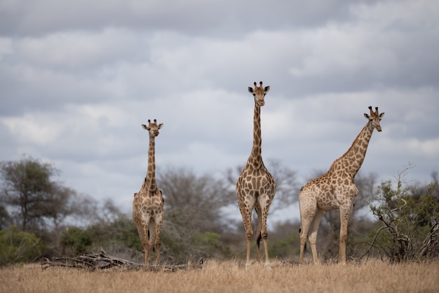 Free photo beautiful giraffes walking in the bush field