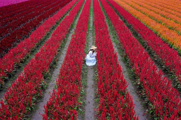 Beautiful girl in white dress travel at Celosia flowers fields, Chiang Mai