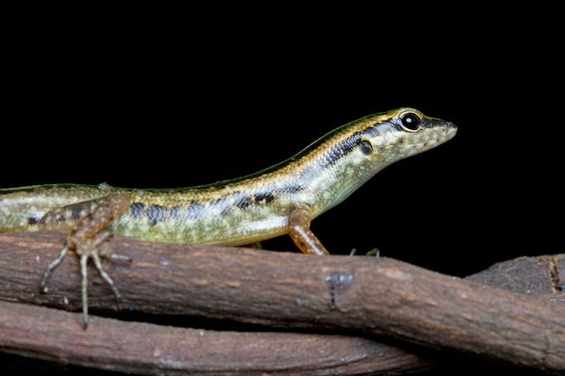 Beautiful Gold stiped tree skink lizard on branch on black