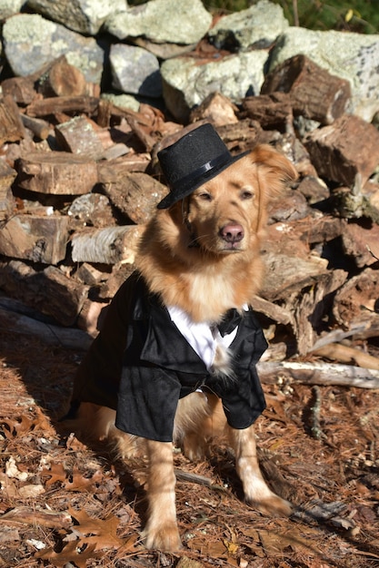 Free photo beautiful golden dog in a silly costume