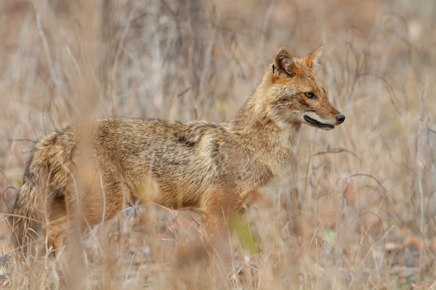 Free Photo beautiful golden jackal in nice sof light in pench tiger reserve in india