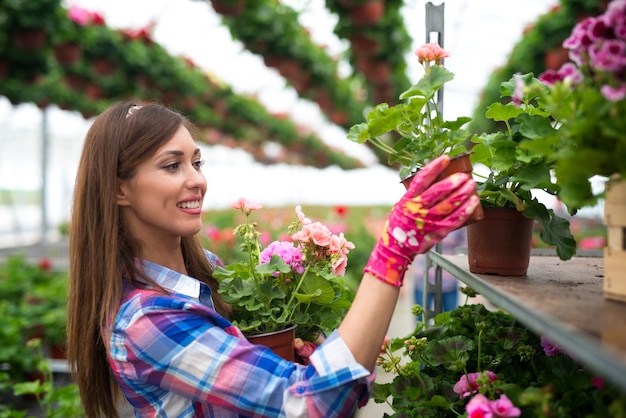 Beautiful gorgeous woman florist putting potted flowers on the shelf