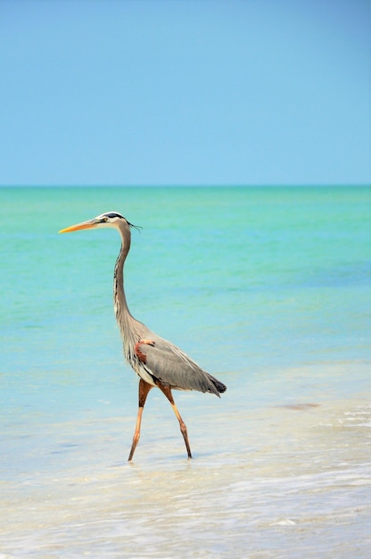 Free photo beautiful great blue heron standing on the beach enjoying the warm weather