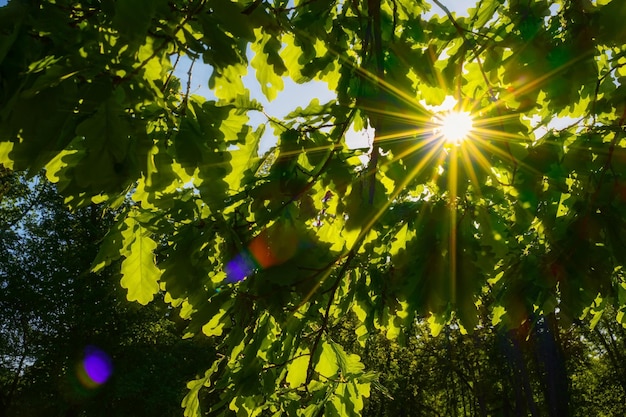 Free Photo beautiful green forest landscape the sun's rays shine through the green oak branches background idea