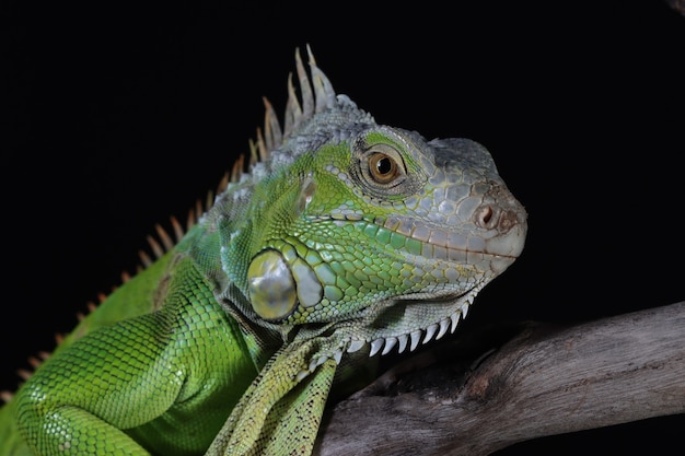 Beautiful green iguana closeup head on branch