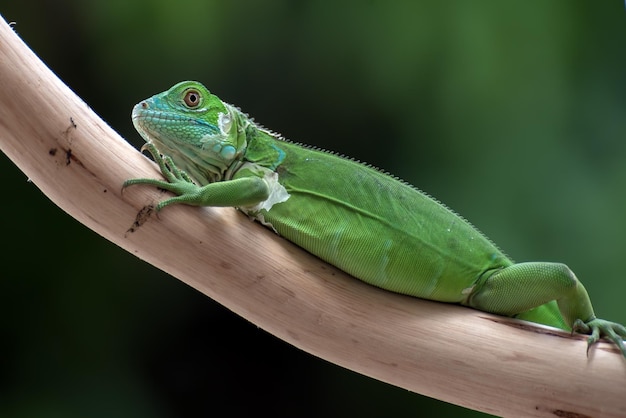 Free photo beautiful green iguana closeup head on wood animal closeup