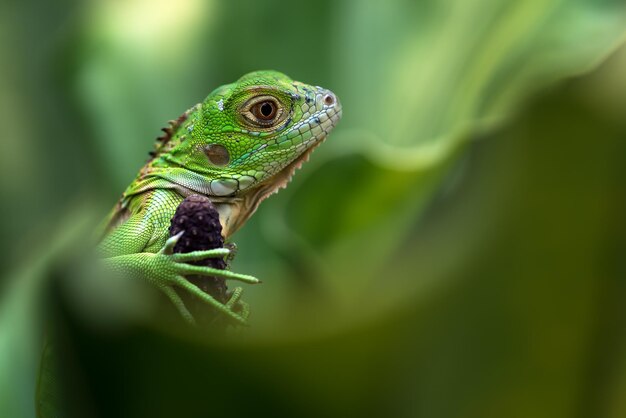 Beautiful Green iguana closeup head