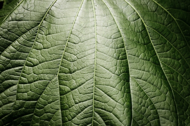 Free Photo beautiful green leaf macro photography