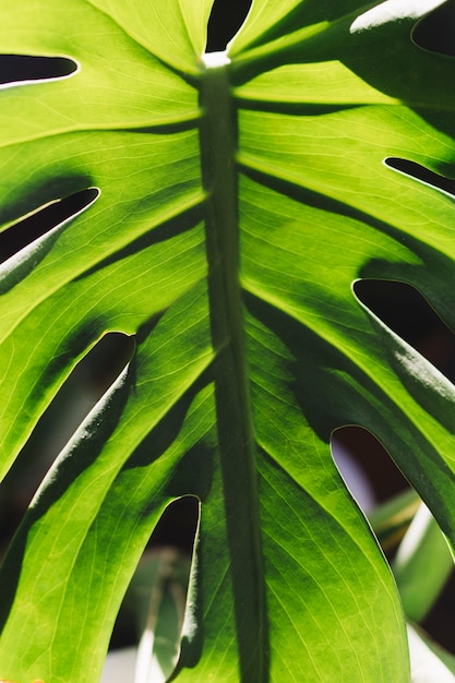 Free photo beautiful green leaf