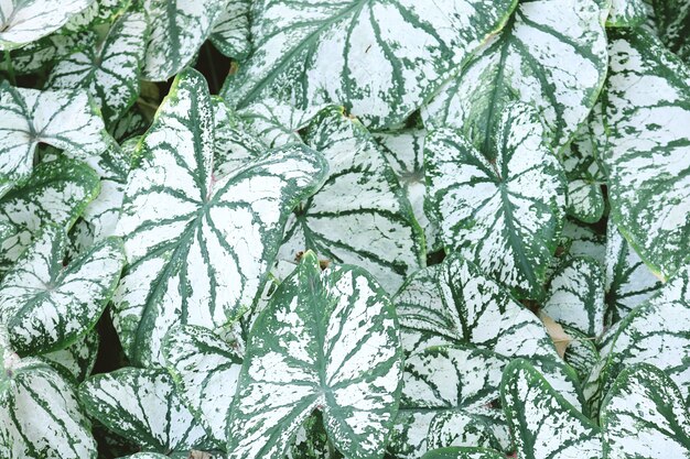 Beautiful green leaves of caladium plant