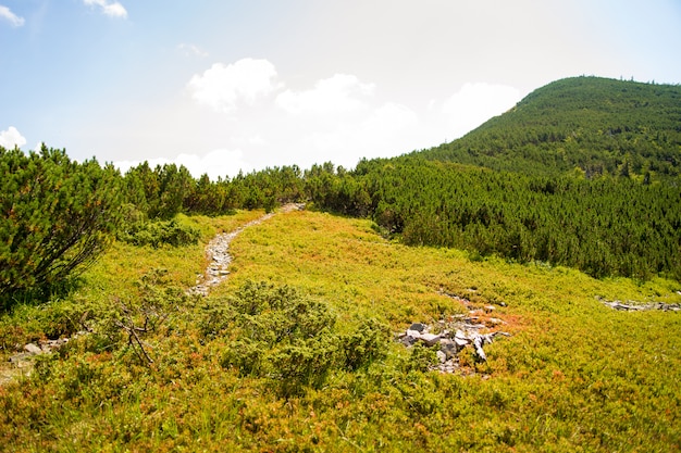 Beautiful green meadows on Carpathian mountains in Ukraine