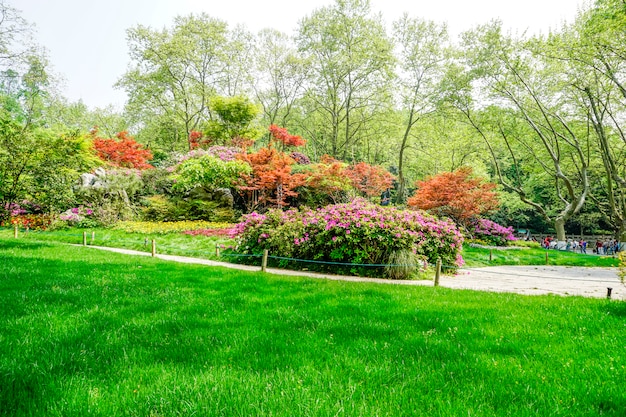 beautiful green park 