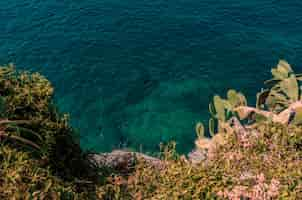 Free photo beautiful green plants grown on rocky hills near the sea