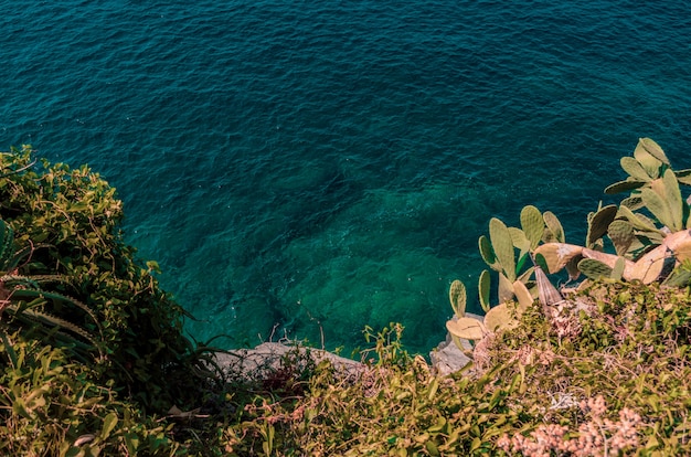 Free Photo beautiful green plants grown on rocky hills near the sea