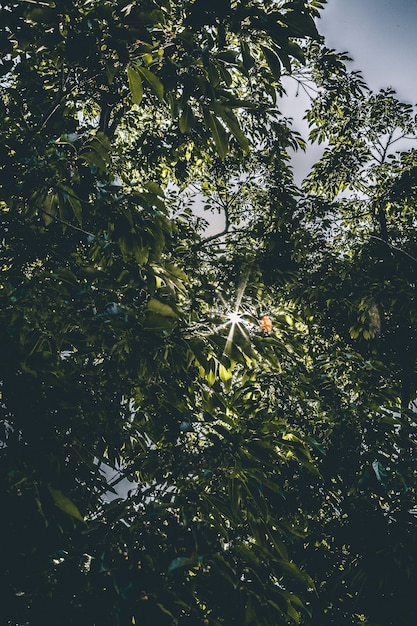 Beautiful green trees of bright sunlight