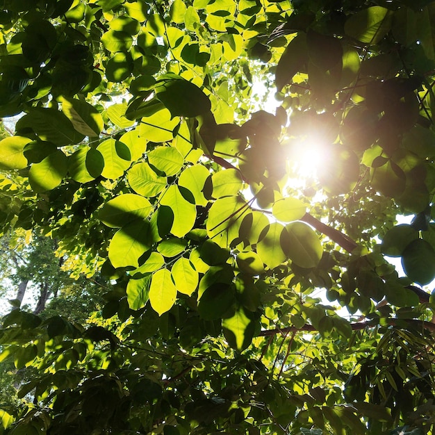 Free photo beautiful greenery