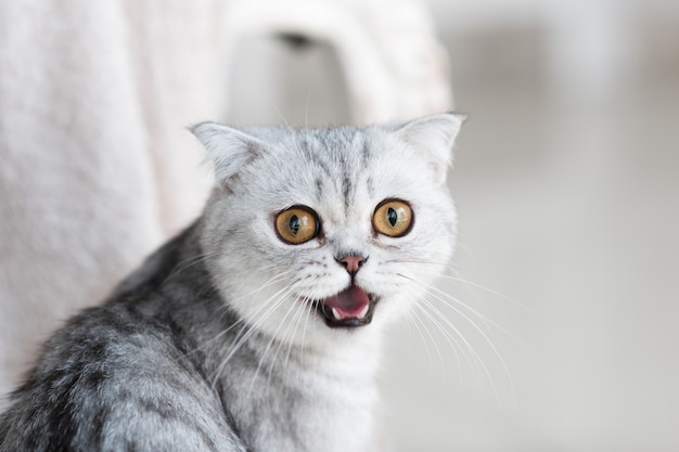 Free photo beautiful grey tabby cat with yellow eyes stands on white floor