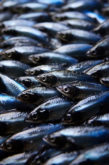 Beautiful group of fish underwater