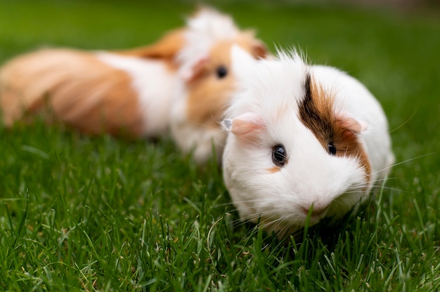 Beautiful guinea pig pet portrait