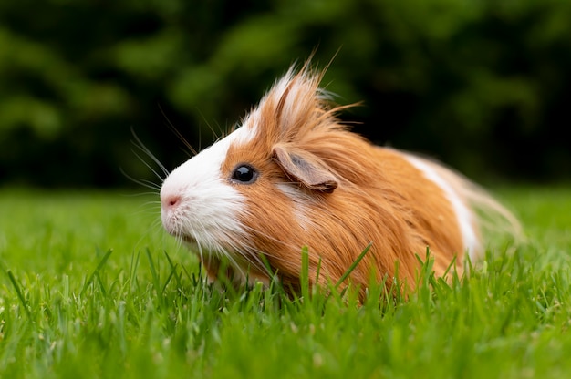 Free photo beautiful guinea pig pet portrait