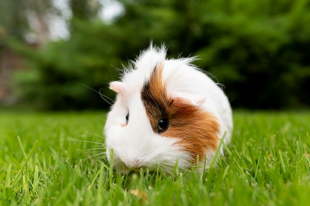 Beautiful guinea pig pet portrait