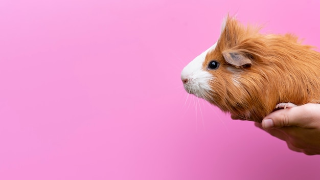 Beautiful guinea pig pet portrait