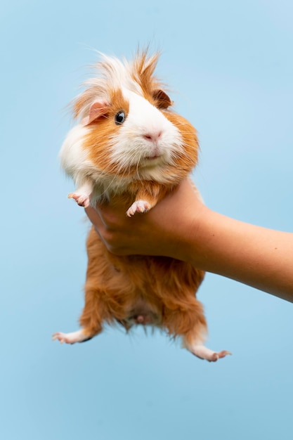 Beautiful guinea pig pet portrait