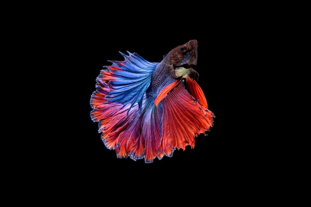 Free photo beautiful half moon blue and red betta splendens, siamese fighting fish or pla-kat in thai popular fish in aquarium.