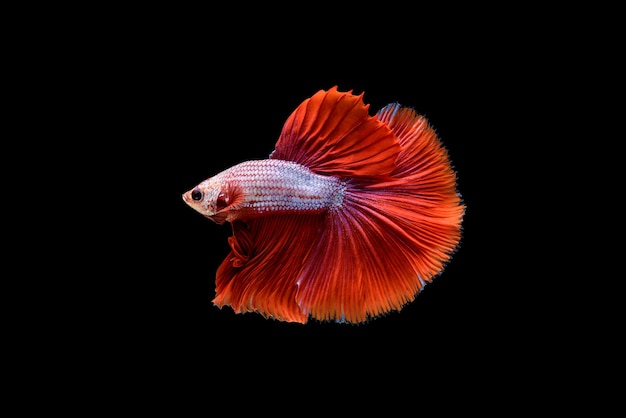 Beautiful half moon red Betta splendens, Siamese fighting fish or Pla-kad in Thai popular fish in aquarium.