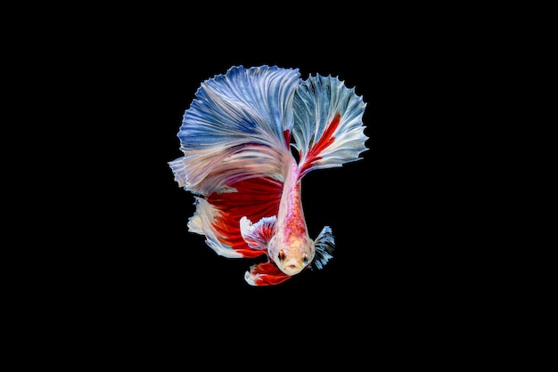 Beautiful half moon white and red Betta splendens, Siamese fighting fish or Pla-kad in Thai popular fish in aquarium.