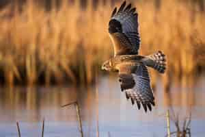 Free photo beautiful hawk in nature